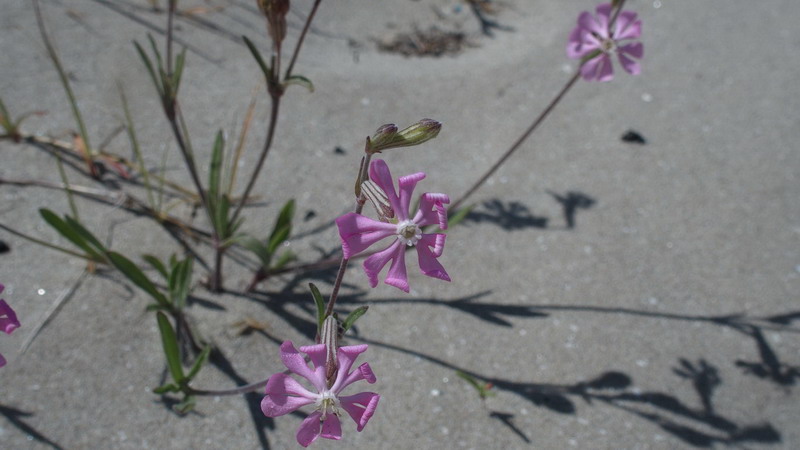 Fiore delle dune - Silene colorata